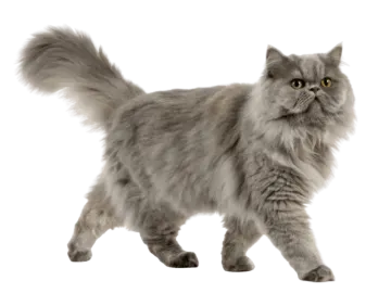 a gray cat walking on a white background