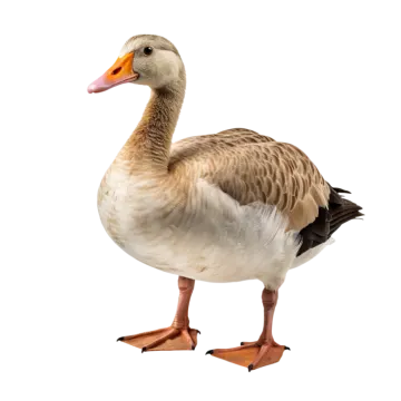 a duck is standing on its hinds