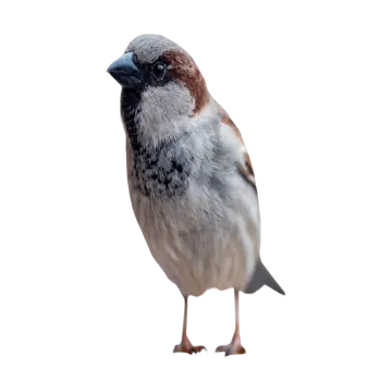 a bird standing on top of a white surface