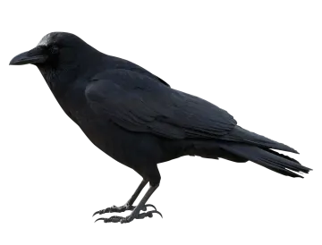 a black bird is standing on a white surface