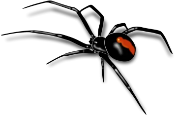 a black widow spider on a white background
