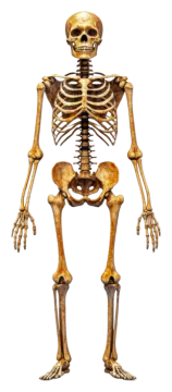a human skeleton on white background
