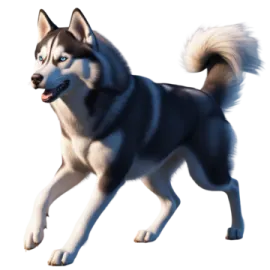 a black and white husky dog with blue eyes