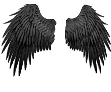 two black wings on a white background