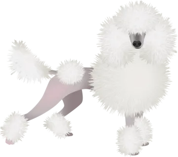 a white poodle standing on its hinds