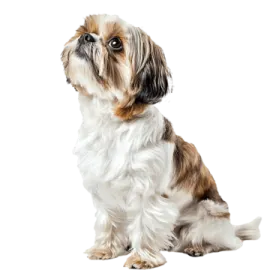 a small brown and white dog sitting down