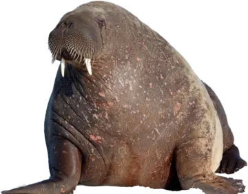 an elephant seal with its mouth open