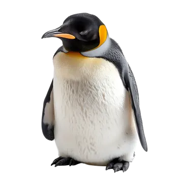 a close up of a penguin on a white background