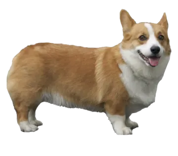 a brown and white dog standing on a white background