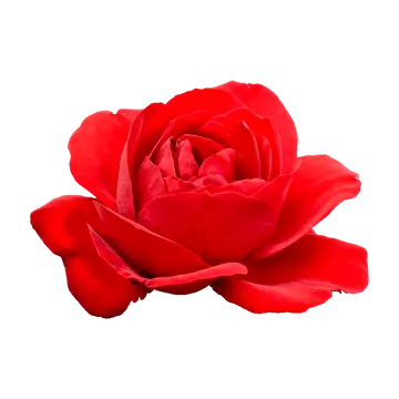 a single red rose on a white background