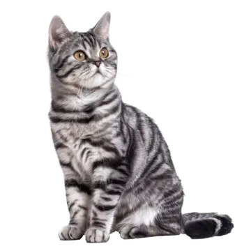 a gray and white kitten sitting on the floor
