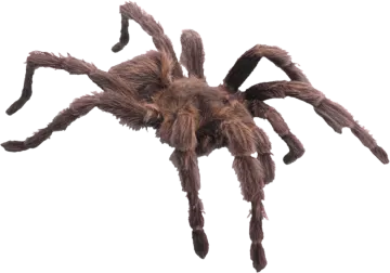 A tara spider on white background