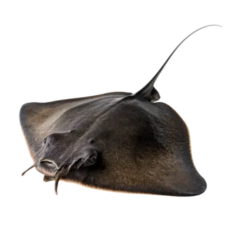 a close up view of a manta