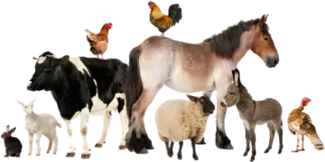 a group of animals standing around each other animals