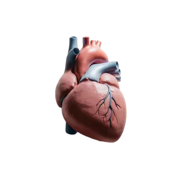 an image of the human heart