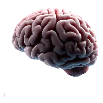 an image of the human brain