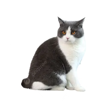 a gray and white cat sitting on the floor