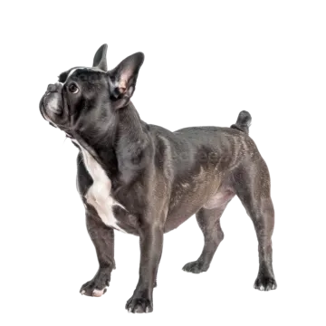 a small black and white dog standing on a white background