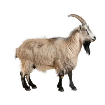 a goat standing in front of a white background