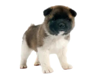 a small brown and white puppy standing on a white background