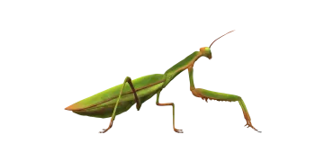 a praying mantis on a white background