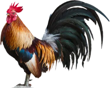 a rooster standing on top of a rock