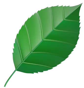 a green leaf on a white background