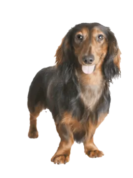a black and brown dog standing on a white background