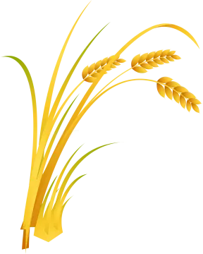 a bunch of wheat on a white background