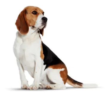 a brown and white dog sitting down