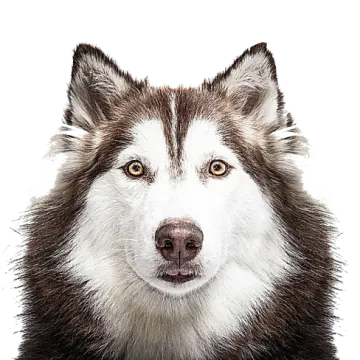 a close up of a dog's face