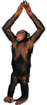 a monkey standing up with its hands in the air