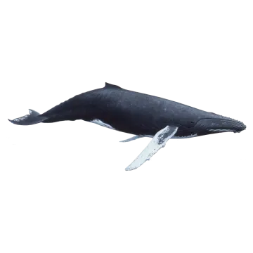 a blue whale is jumping in the air