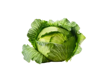 a head of cabbage on a white background