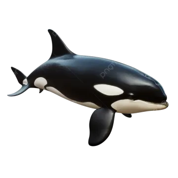 a black and white orca whale on a white background