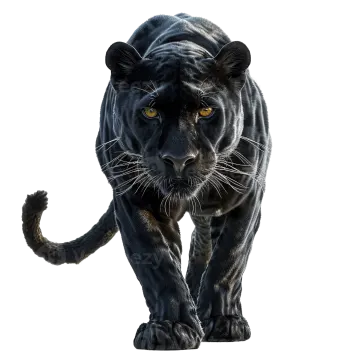 a black panther walking towards the camera