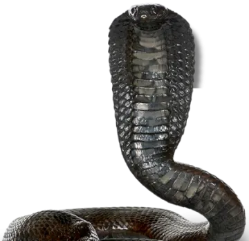a black snake with its mouth open