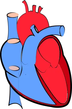 a blue and red heart