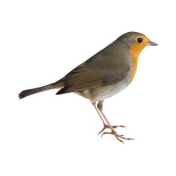 a small bird standing on a white surface