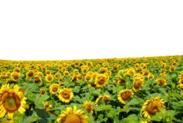 a field of sunflowers