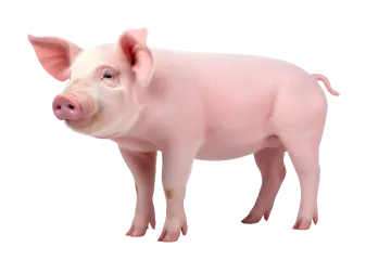 a pink pig standing in front of a white background