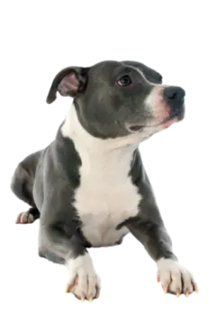 a small black and white dog laying down
