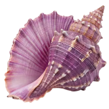 a purple sea shell on a white background
