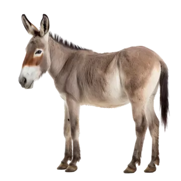 a donkey standing in front of a white background