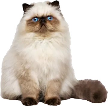 a cat with blue eyes sitting down