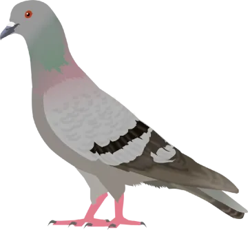 a pigeon is standing on the ground