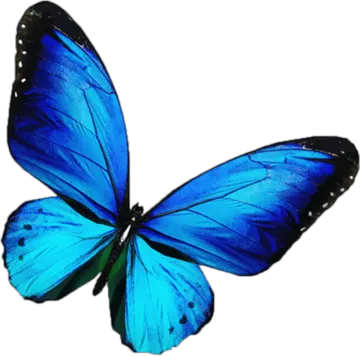 a blue butterfly on a white background