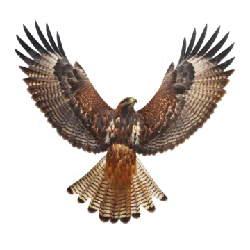 a red - tailed hawk in flight