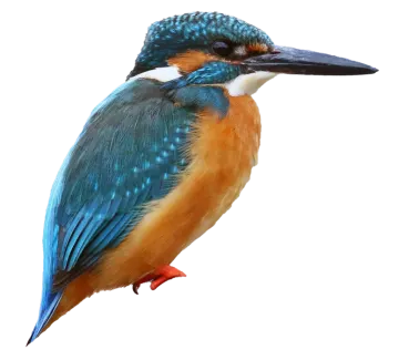 a blue and orange bird sitting on top of a branch