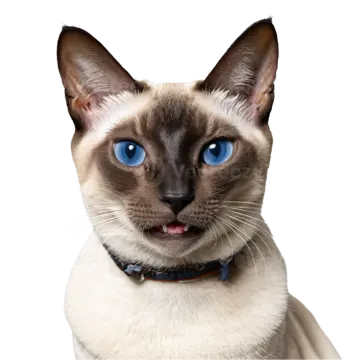 a siam cat with blue eyes